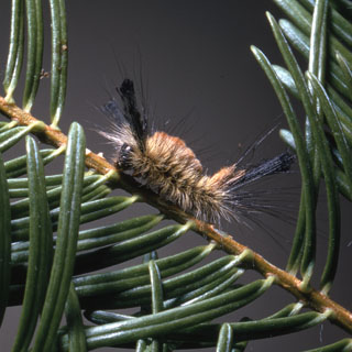 Douglas-fir Tussock Moth juvenile caterpillar